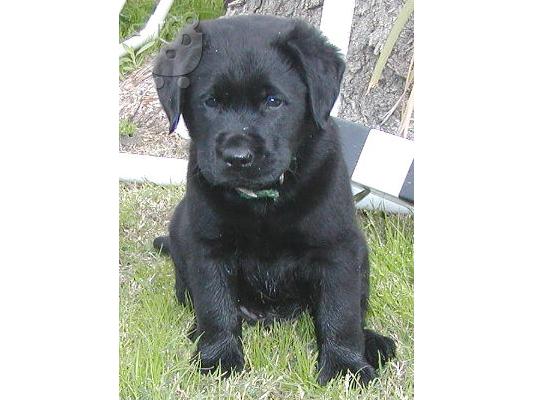 PoulaTo: ΠΩΛΕΙΤΑΙ ΚΟΥΤΑΒΙ LABRADOR, ΜΑΥΡΟ.